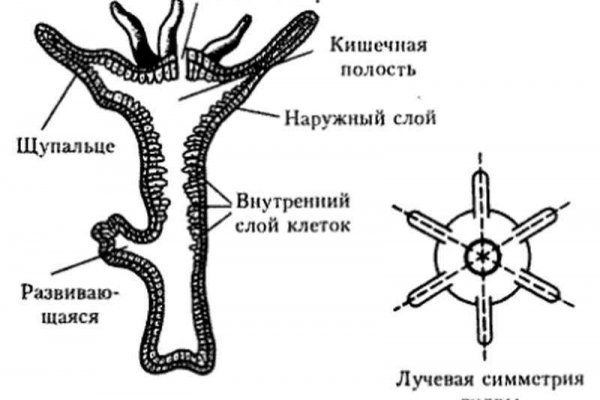 Kraken площадка