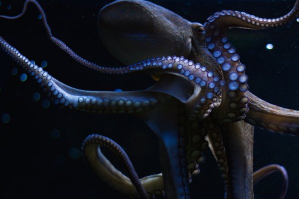 Kraken официальное зеркало kraken dark link